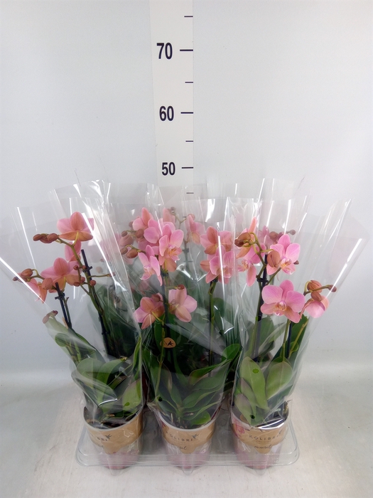 <h4>Phalaenopsis multi. 'Ant Treviso'</h4>
