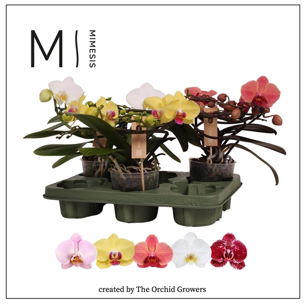 <h4>Mimesis Phal. Muse Mix - 25+ flowers 12cm</h4>