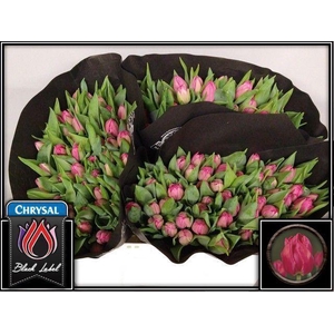 TU DUB QUEEN OF MARVEL 26GR