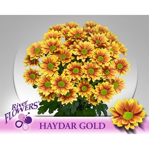 CHR T HAYDAR GOLD