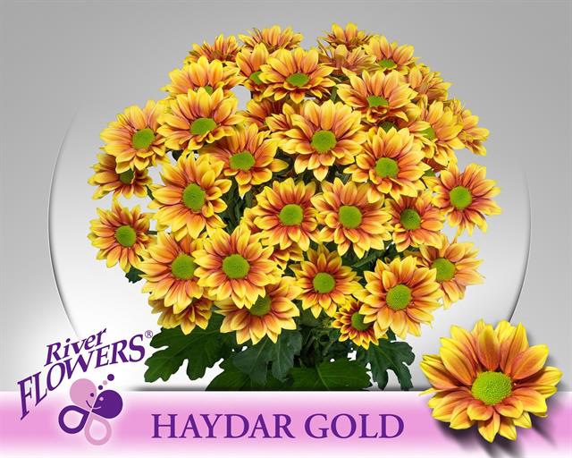 CHR T HAYDAR GOLD