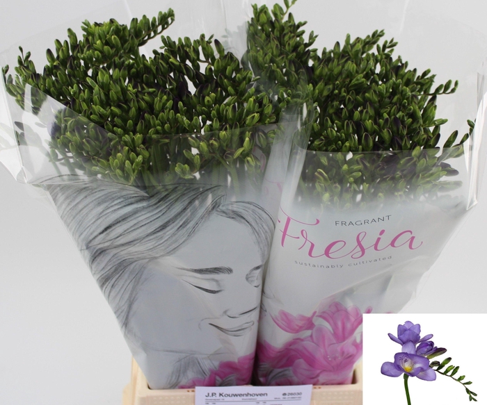 <h4>Freesia en Delta River</h4>