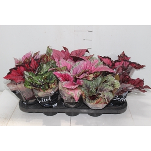 BEGONIA BELEAF P11 PO