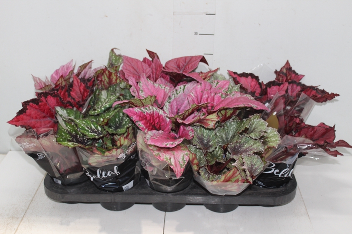 <h4>BEGONIA BELEAF P11 PO</h4>