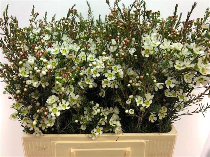 <h4>Chame Me Sirius</h4>