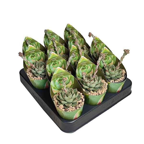 <h4>ECHEVERIA FABIOLA - POT Ø 6,5 WITH POTCOVER (SUCCULENTEN)</h4>