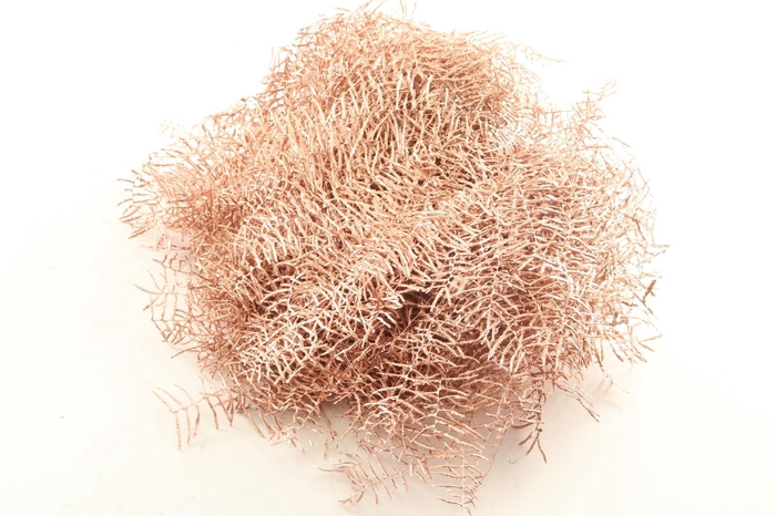 <h4>Koraalvaren Klb Copper X5</h4>