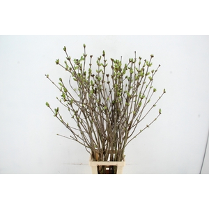SYRINGA  PAARS PER STEM 130CM