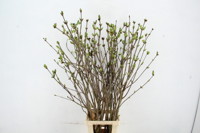<h4>SYRINGA  PAARS PER STEM 130CM</h4>