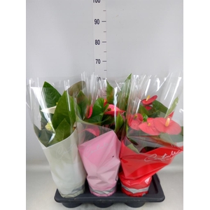 Anthurium   ...mix 4