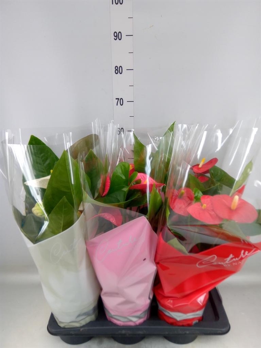 <h4>Anthurium   ...mix 4</h4>