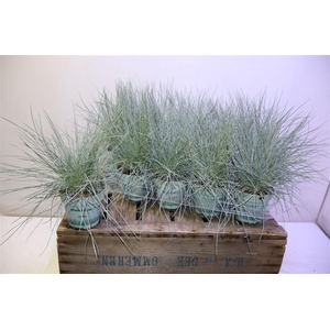 arr8 Fest Gl Compact Blue