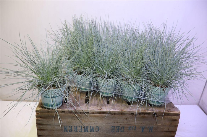 <h4>arr8 Fest Gl Compact Blue</h4>