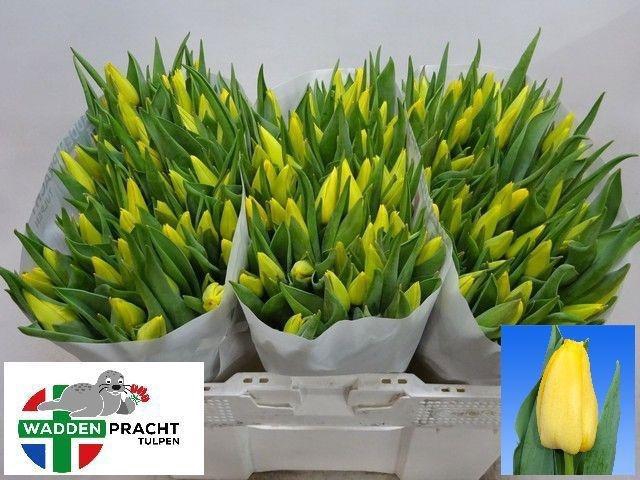 <h4>TU EN LIONS GLORY</h4>