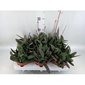 Gasteria carinata var. verrucosa