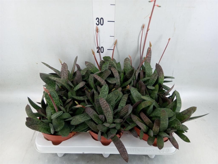 <h4>Gasteria carinata var. verrucosa</h4>