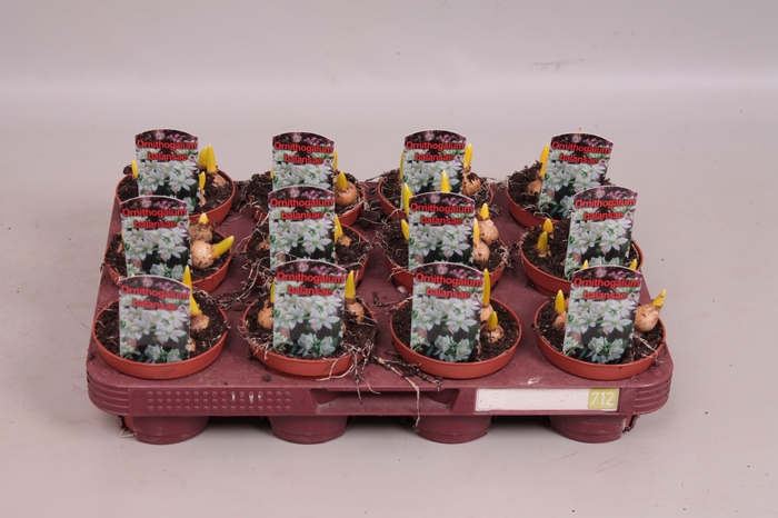 <h4>Bol op pot Ornithogalum Balanse</h4>