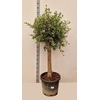 arr8 Olea Europaea