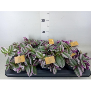 Tradescantia cerinth. 'Nanouk'