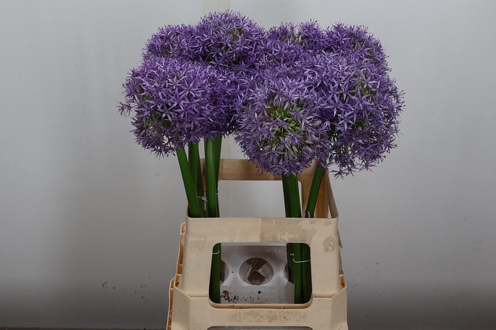 <h4>Allium Globemaster</h4>