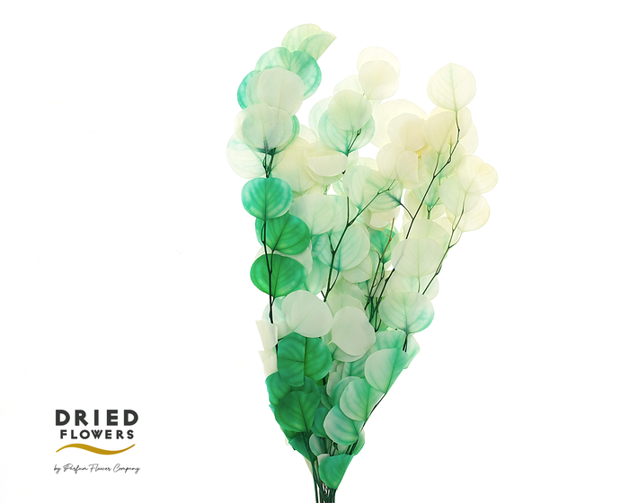 <h4>Dried Bleached Eucalyptus Populus Mint Tea</h4>