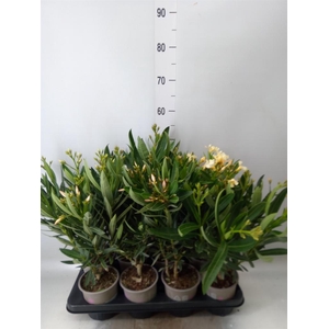 Nerium oleander   ...