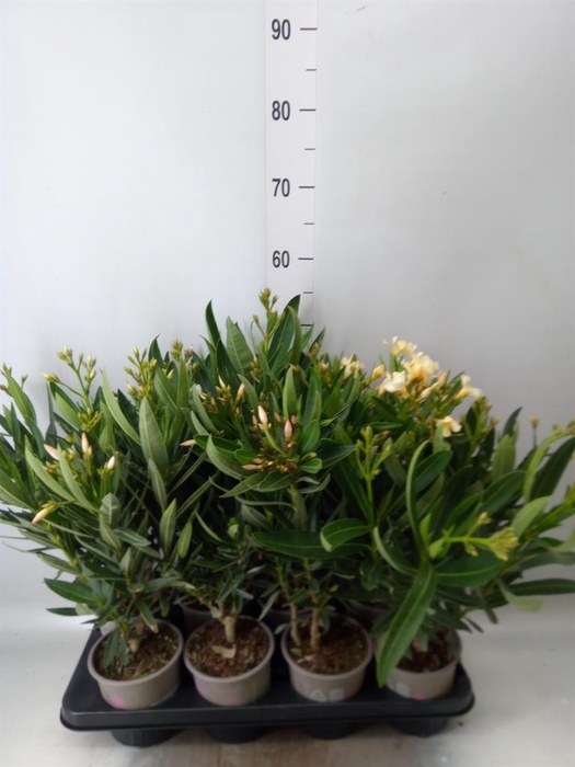 <h4>Nerium oleander ...</h4>