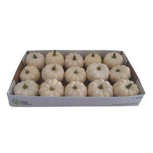 <h4>Cucurbita</h4>