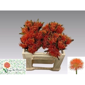 SCAD M KING O ORANGE