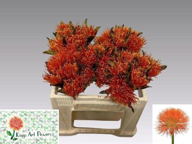 <h4>SCAD M KING O ORANGE</h4>