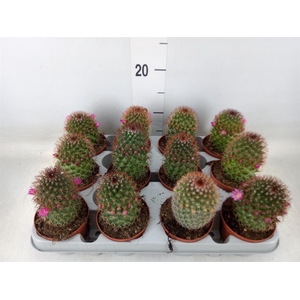 Mammillaria ernestii