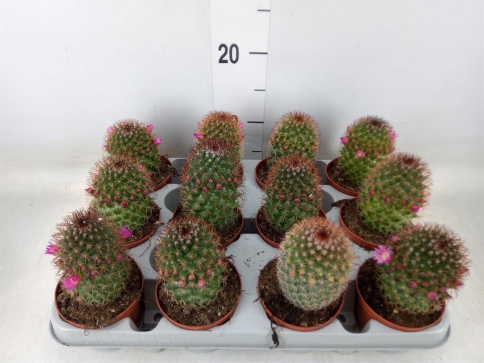 <h4>Mammillaria ernestii</h4>
