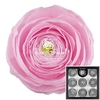 Ranunculus Pin99