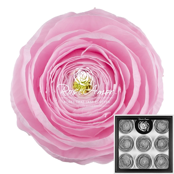 Ranunculus Pin99