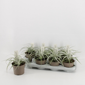 TILLANDSIA XEROGRAPH