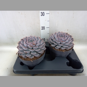 Echeveria  'Orion'