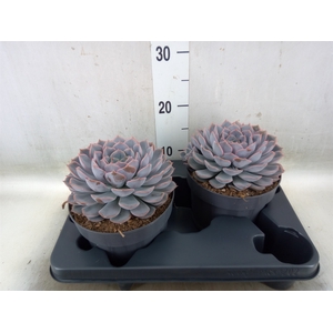 Echeveria  'Orion'
