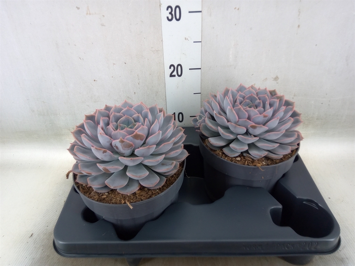 <h4>Echeveria  'Orion'</h4>