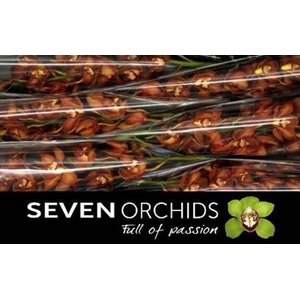 Cymb T Oranje Holland