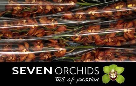 <h4>Cymb T Oranje Holland</h4>