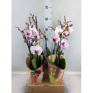 Phalaenopsis  'Ant Denver'