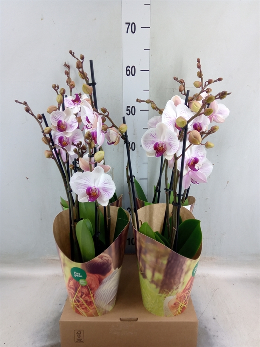 <h4>Phalaenopsis  'Ant Denver'</h4>