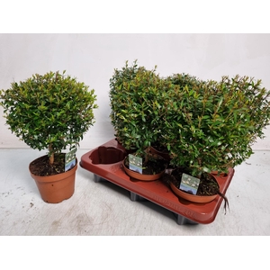 MYRTUS COM