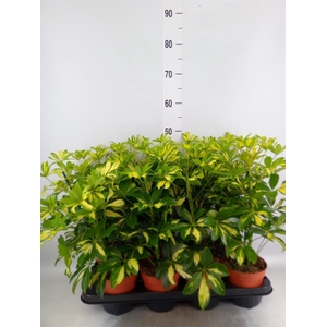 Schefflera arbor. 'Gerda'