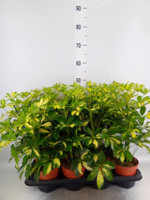 <h4>Schefflera arbor. 'Gerda'</h4>