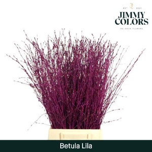 Betula L60 Lila