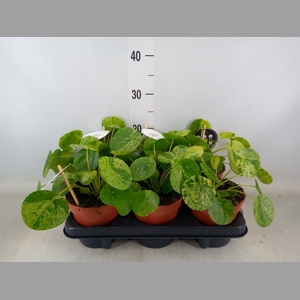 Pilea peperomoides