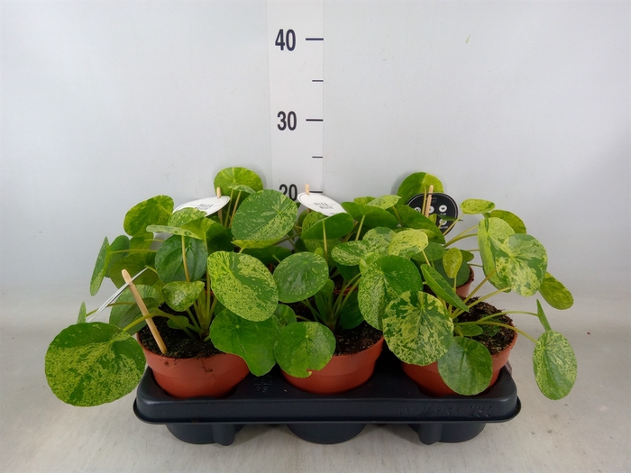 <h4>Pilea peperomoides</h4>