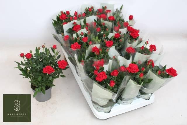 <h4>RO APACHE KORDANA</h4>