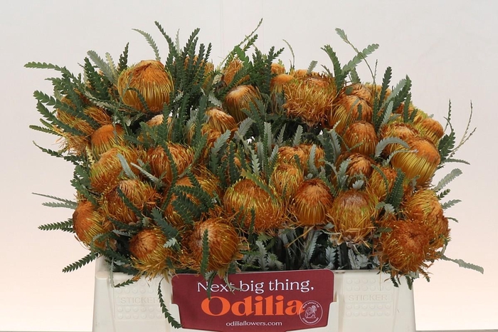 <h4>Banksia Dryandra</h4>